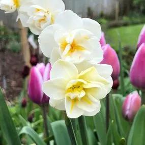 Cheerfulness Daffodil (Narcissus Cheerfulness) Hero Img
